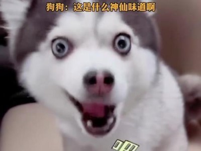 狗狗最喜欢的味道，挑选适合的狗粮（满足你狗狗的味蕾，为其健康护航）