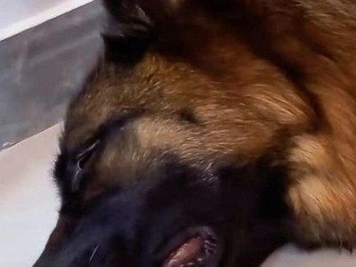 狗咬伤人为何导致狗的死亡？（探究狗咬伤人后狗死亡的原因及影响）