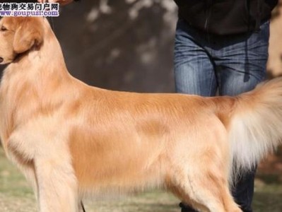 寻找品种优良的金毛犬的狗场（探索金毛犬品种的最佳来源）