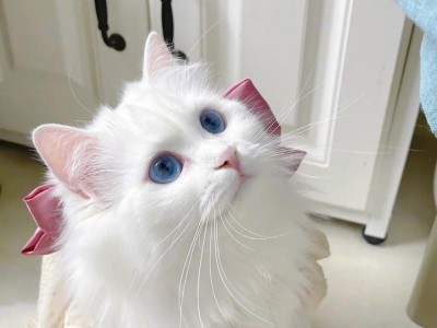世界上最奇怪的猫咪长啥样？（揭秘10种最奇特的猫咪长相）