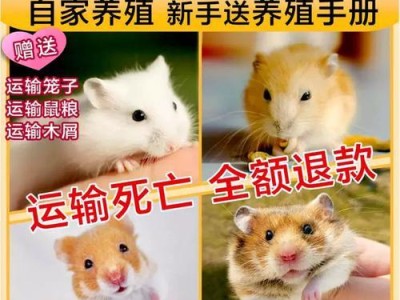 养银狐的注意事项（银狐养殖需要注意的关键事项）