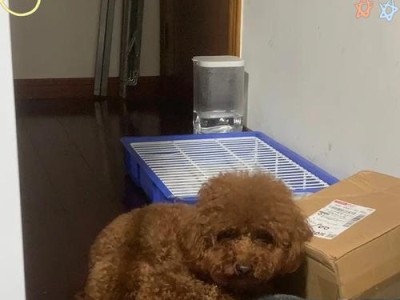 桃子中的益物质对狗狗有哪些好处？（了解桃子的营养成分，给狗狗正确喂食）