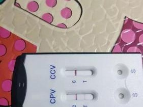 宠物看病为何这么贵？（探究小狗住院8天花费3000元的原因及解读医疗费用）