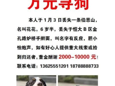 选择狗的最佳时机（探讨购买狗的最佳时刻及其关键因素）