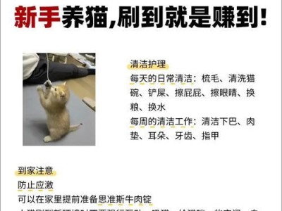 养猫必备清单（为您的小猫打造一个温馨的家园）