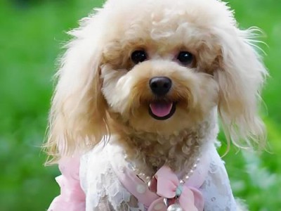 泰迪犬每天吃1斤狗粮能维持几天？（泰迪犬每天消耗的狗粮量和饮食习惯）