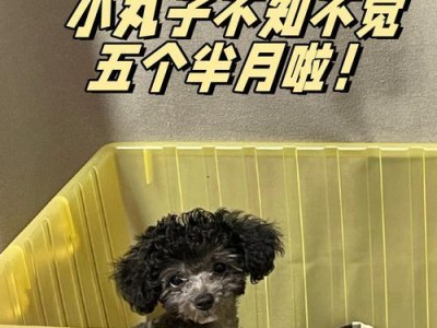 狗狗断奶时间及注意事项（了解狗狗断奶的最佳时机和正确方法，确保它们健康成长）