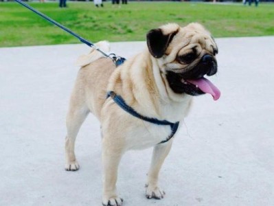 巴哥幼犬价格一览（入手一只巴哥幼犬需要多少钱？）