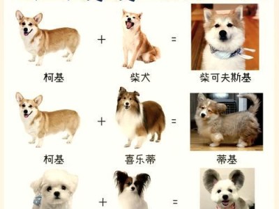 饲养哈士奇的注意事项（探索哈士奇饲养的挑战与解决方案）