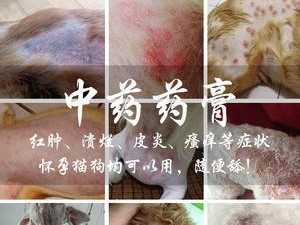 湿疹小白必看，以柯基犬长了湿疹为例！（湿疹小白必看，以柯基犬长了湿疹为例！）