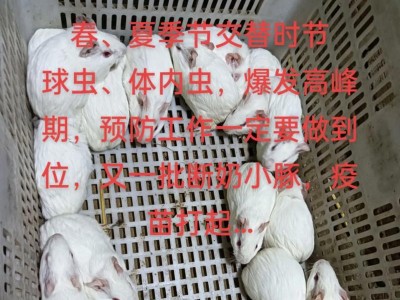 养荷兰猪的坏处及对健康的影响（揭秘荷兰猪饲养的隐患，小心这些问题）