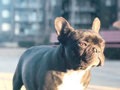 探索小型犬种的魅力（小型犬种的品种多样性与适合家庭的特点）