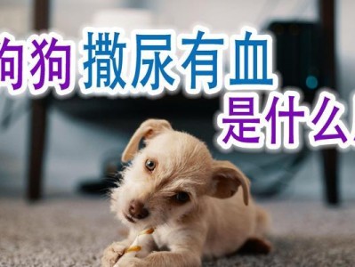 狗狗拉浓血的原因解析（了解为什么狗狗拉浓血，保护它们的健康）