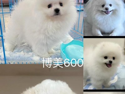 博美犬的繁殖周期及生产能力调查（探究博美犬生育周期的时间跨度及其生产力的影响因素）
