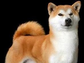 秋田犬（日本国犬的宠爱与羡慕）