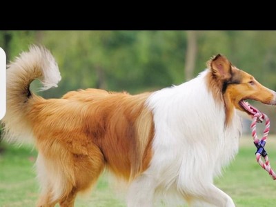 以苏牧和柯基犬相似之处（柯基犬与苏牧的神奇共性，让人惊叹不已）