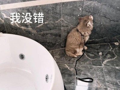 狗狗产后不吃饭的原因及应对方法（探索狗狗产后进食问题的关键原因以及解决方案）