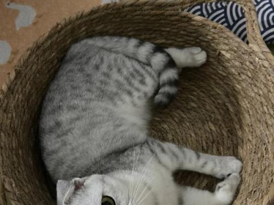 折耳猫——领养代替购买（如何照顾一只折耳猫）