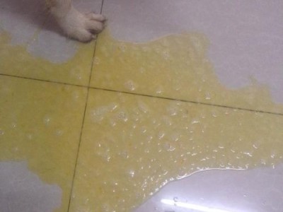 探究狗狗吐出来水一样的东西的原因（为什么狗狗会呕吐清水？原因和处理方法解析）