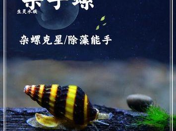 探索水族类宠物的奇妙世界（了解各种水族类宠物的特点和养护方法）