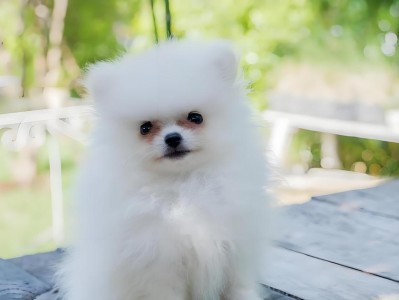 新手养博美的全面指南（了解博美的特点与喜好，掌握正确的饲养方式）