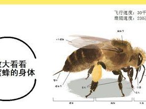 林地田鼠饲养方法详解（以小投入、大收益的方式养殖林地田鼠）