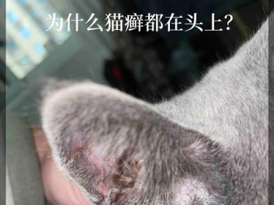猫癣（猫癣的传播途径与预防方法）