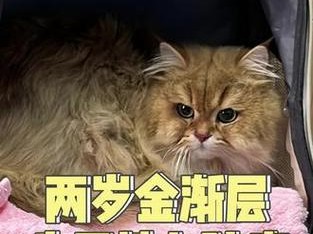 揭秘猫的先天疾病——保护爱宠健康的关键（了解猫咪天生疾病，远离健康风险）