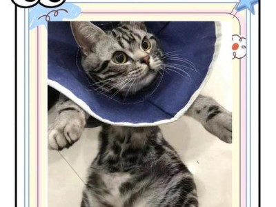 以猫导尿会失禁多久？（猫的排尿失禁问题解析及治疗方法）