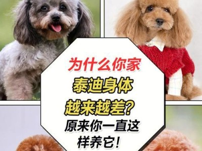 饲养泰迪犬的注意事项（了解泰迪犬的特点和需求，为其提供合适的生活环境和护理）