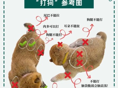 巴西菲勒犬的饲养指南（探索如何照顾你的菲勒犬，让它健康成长）