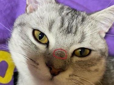 猫鼻子上的黑点（揭秘猫咪鼻子上的黑斑点，了解它们的成因和分布位置）