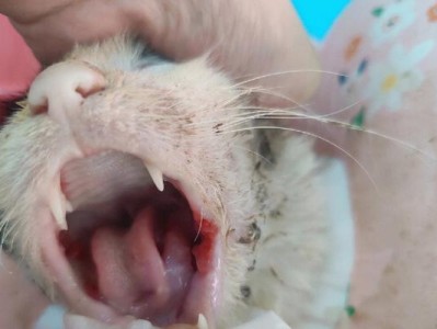 口炎猫（了解口炎猫的常见症状、预防与治疗）