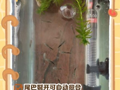 探究鱼尾巴充血的原因与治疗方法（揭秘鱼尾巴充血的三大原因及有效治疗方法）