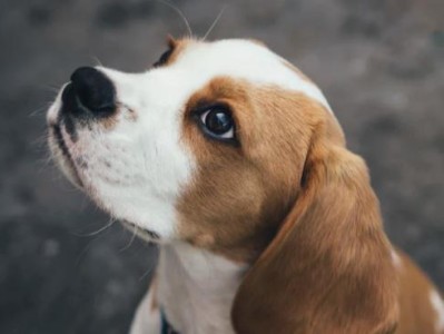 如何正确护理幼犬（幼犬的饮食、运动、训练和疾病预防）