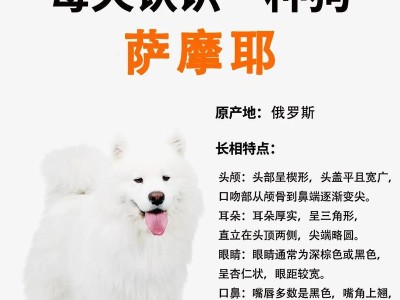 萨摩耶洗澡频率及注意事项（萨摩耶洗澡时间间隔、洗澡步骤、护理注意事项及常见问题解答）