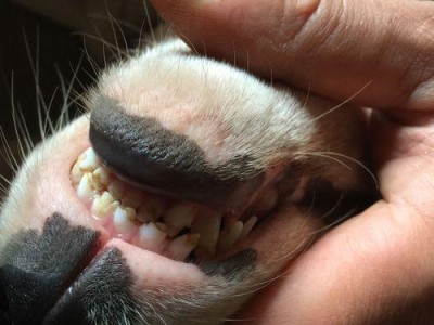 狗牙齿发育不好的原因及其对犬健康的影响（探究狗牙齿发育不良的原因，以及如何保护犬健康）