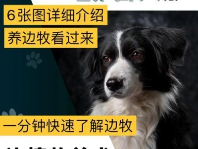 边境牧羊犬饲养全指南（养边境牧羊犬需要注意什么？这6件事要做好！）