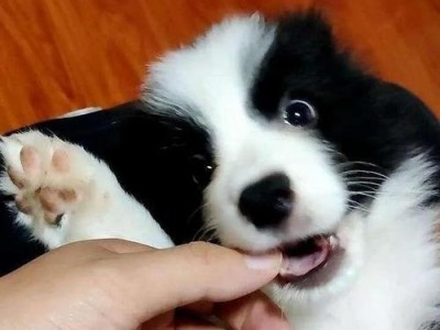 边牧幼犬的换牙时期（换牙是边牧成长中的重要阶段）