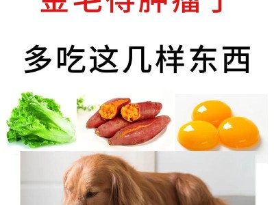 我家金毛（贪嘴金毛的趣事与教训）