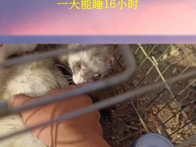 安格鲁貂的饮食习惯剖析（探究安格鲁貂每天进食频率和食量的最佳选择）