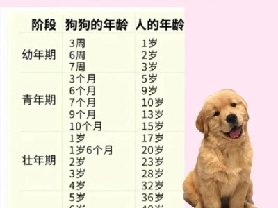 以大狗生完小狗多久能洗澡？（科学确定洗澡时间，让母狗与幼犬健康快乐）