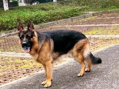狗狗为什么会趴蹄？（探索狗狗趴蹄行为的原因与意义）