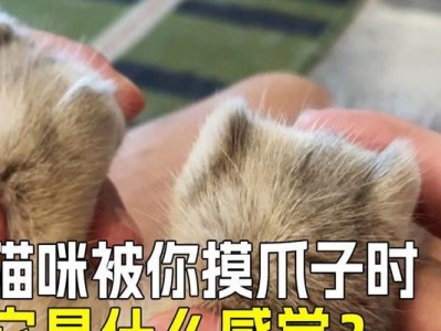 猫的爪子摸脸，隐藏着怎样的情感？（探索猫咪行为背后的意义，解读摸脸行为的心理寓意）