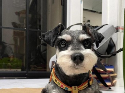 寿命最短的狗狗（世间别离最快的小伙伴，一场永恒的告别）