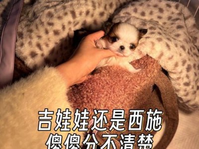 四个月大的吉娃娃应该喂养什么？（了解吉娃娃的饮食需求，保持健康成长）