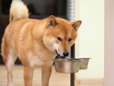 柴犬的饮食禁忌与适宜食物（了解柴犬的饮食需求，给它们健康美味的食物）