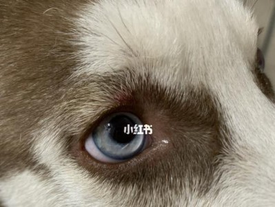如何有效防治狗狗被蚊虫咬伤的方法（选择合适的防蚊措施，保护宠物健康）