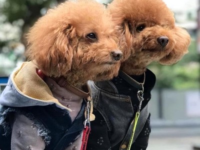 泰迪犬舔人的原因与意义（探寻泰迪犬舔人行为的动机与效果）