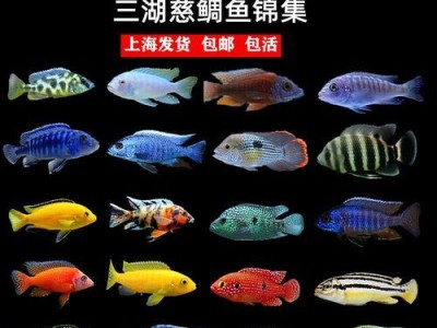 三湖慈鲷常见品种的繁殖方式（了解三湖慈鲷常见品种的繁殖方法及特点）